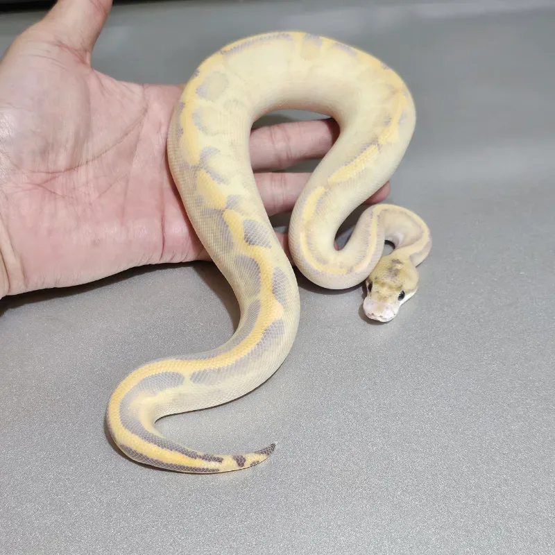 Leopard Ivory (Super Yellowbelly) (Trick) Het Clown