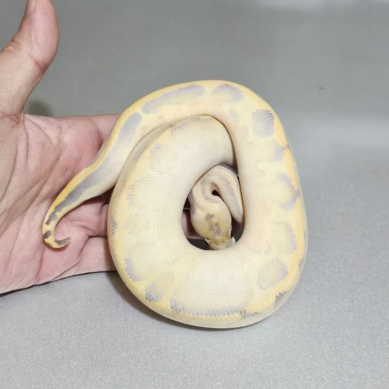 Leopard Ivory (Super Yellowbelly) (Trick) Het Clown
