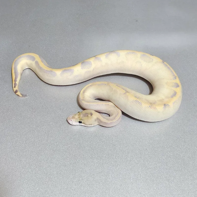 Leopard Ivory (Super Yellowbelly) (Trick) Het Clown