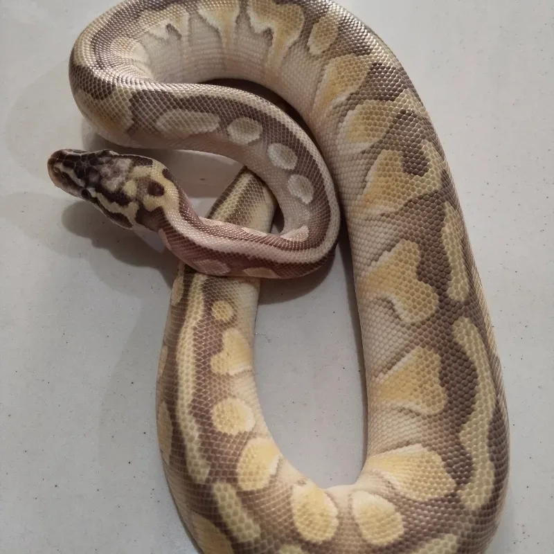 Pastel Lesser Enchi double het Desert Ghost Puzzle