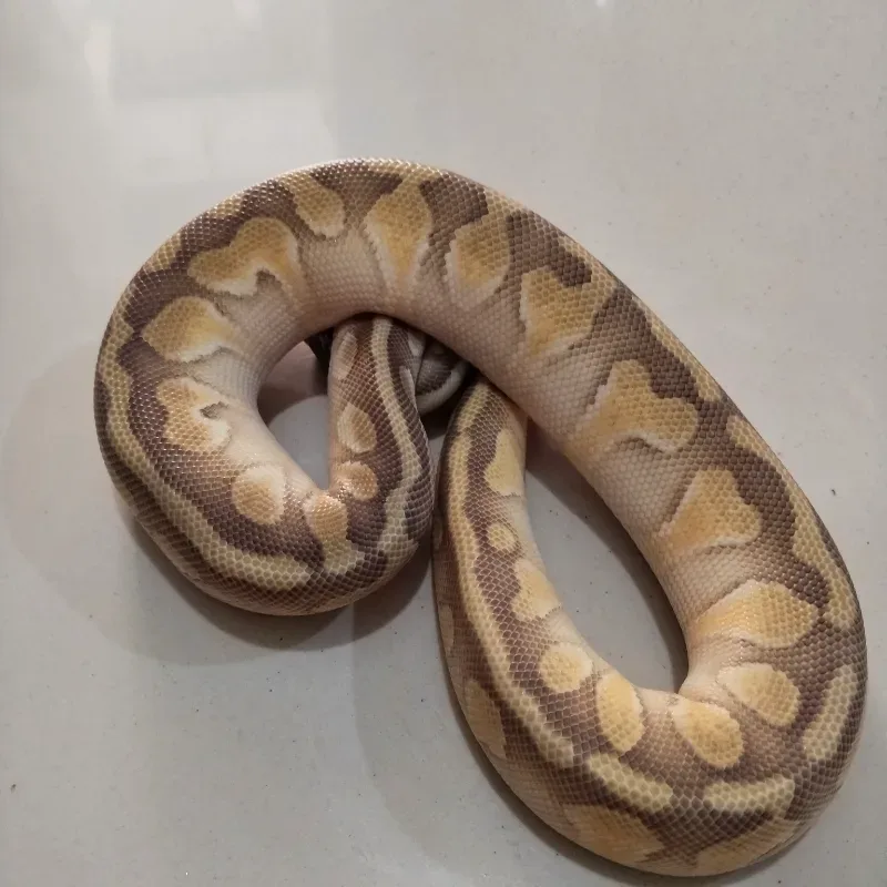 Pastel Lesser Enchi double het Desert Ghost Puzzle
