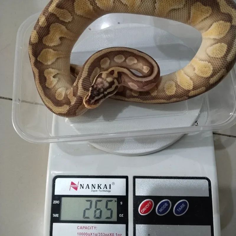 Pastel Lesser Enchi double het Desert Ghost Puzzle