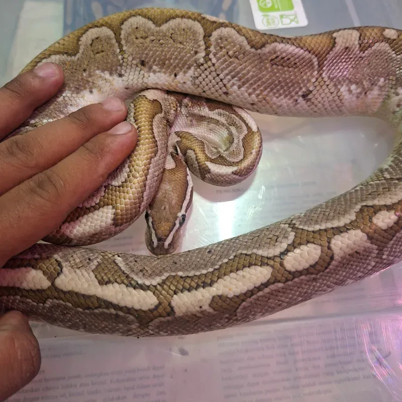 Bamboo Het Albino