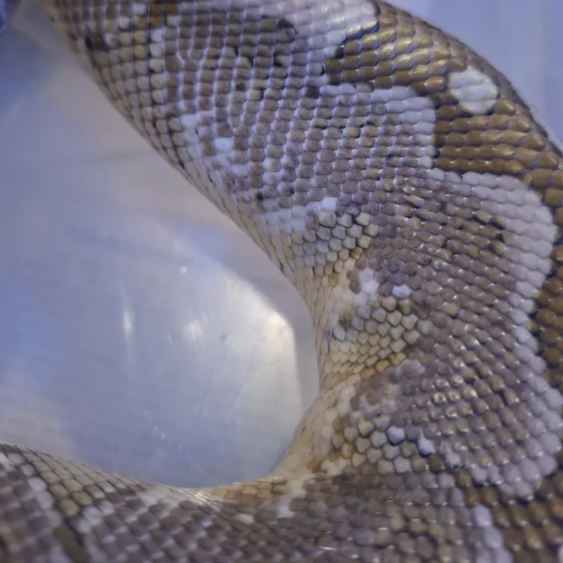 Bamboo Het Albino