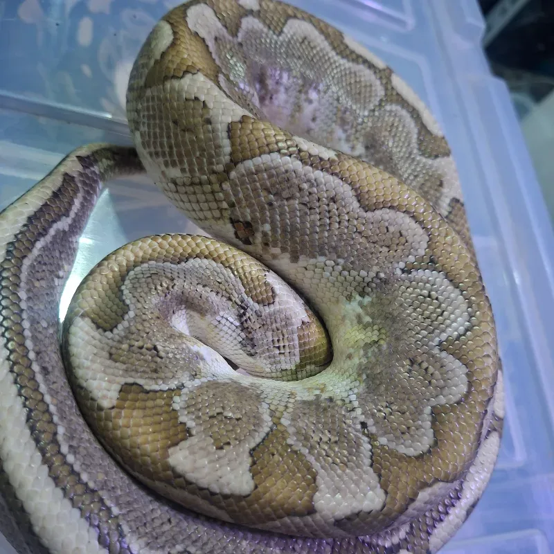 Bamboo Het Albino