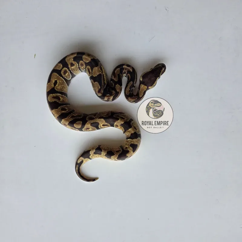 Enchi Desert Ghost Axanthic TSK