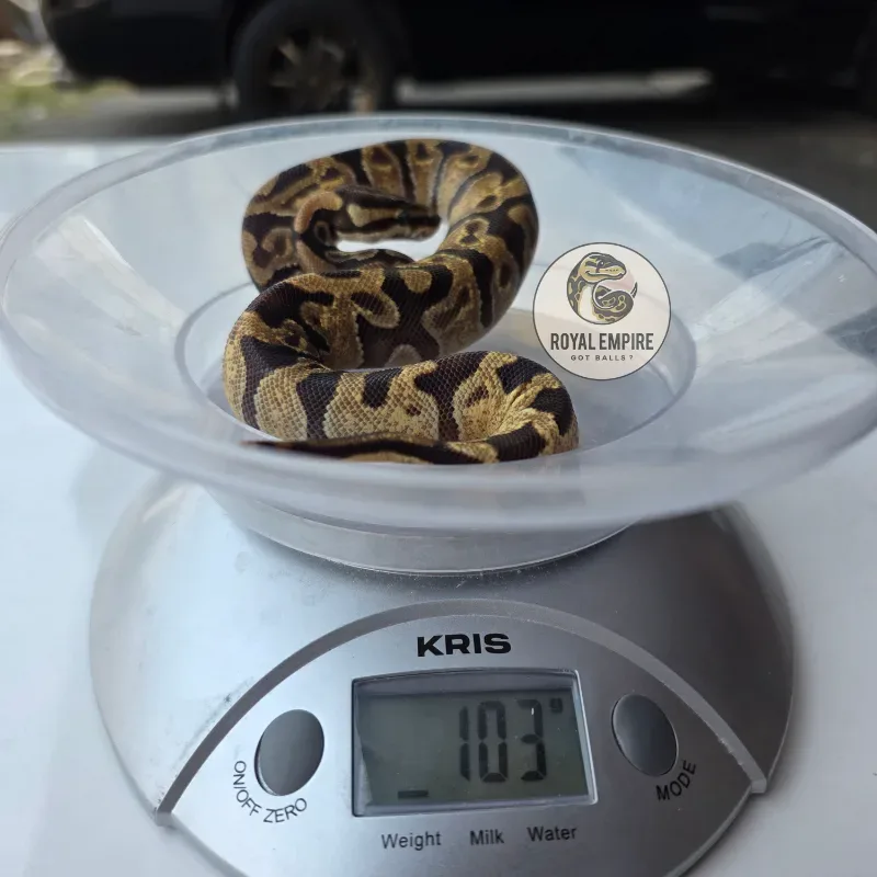 Enchi Desert Ghost Axanthic TSK