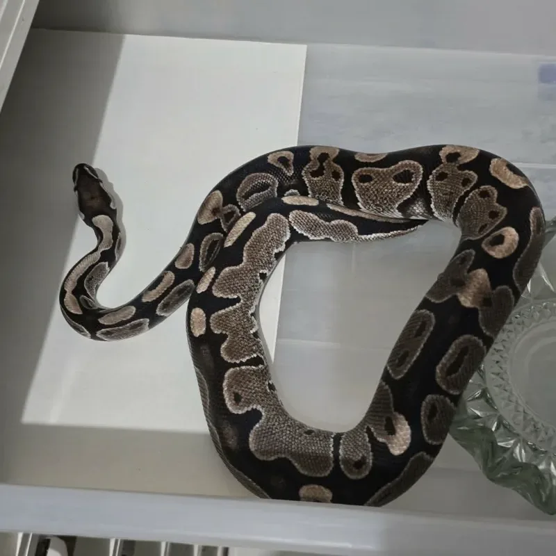 Axanthic VPI Het Pied