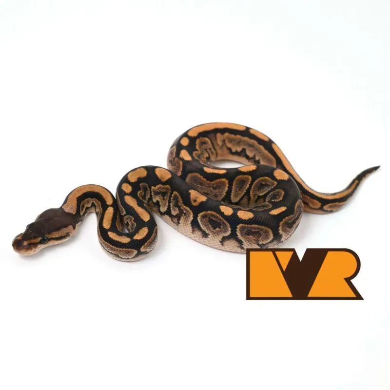 F Banhart Black Pastel Orange Dream Calico het Clown [24C1304] 