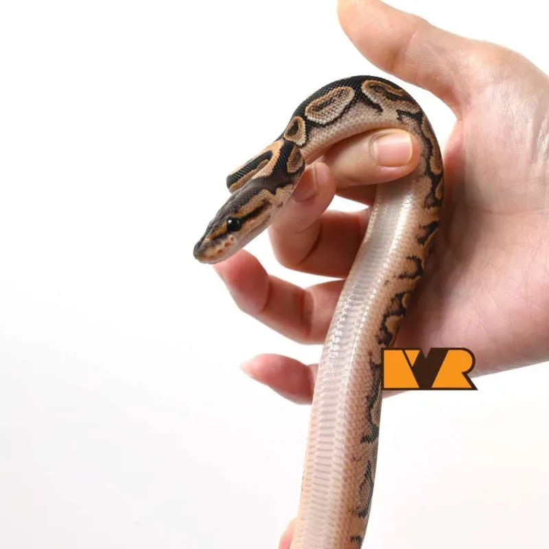 F Banhart Black Pastel Orange Dream Calico het Clown [24C1304] 