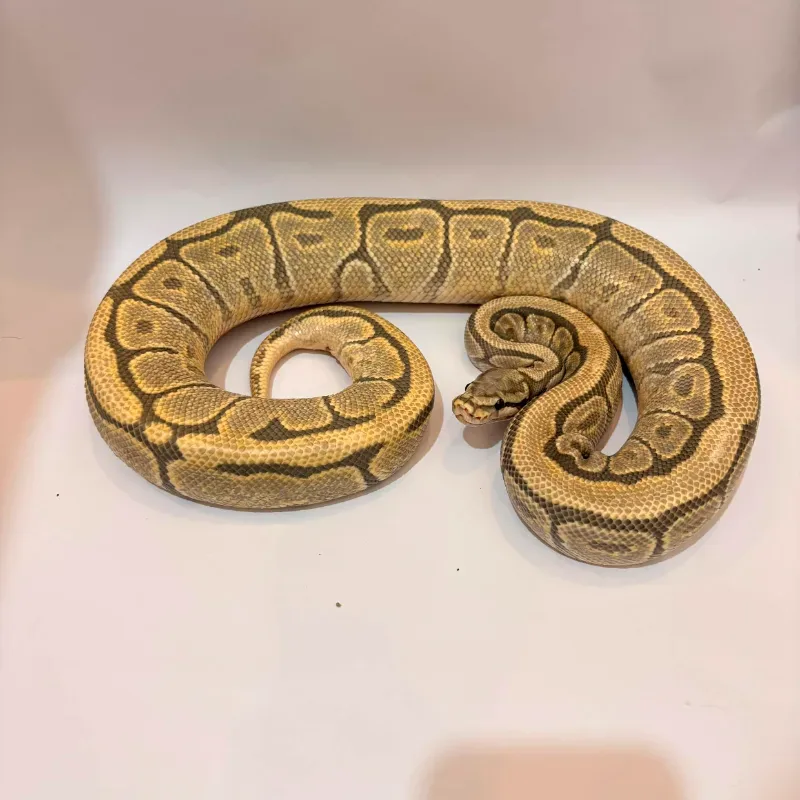 Spider Mojave Hypo