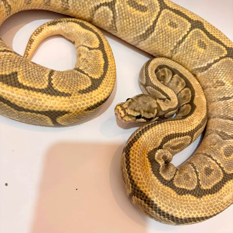 Spider Mojave Hypo