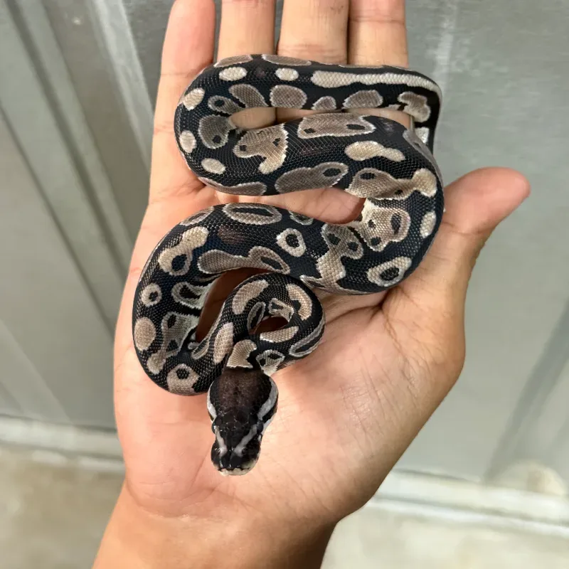 TSK Axanthic Het Pied