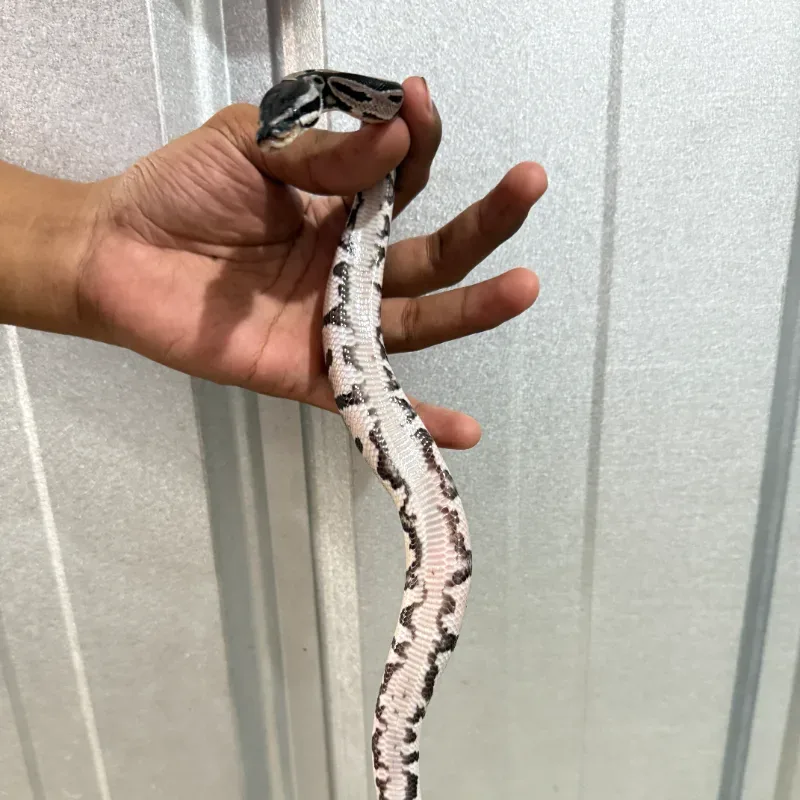 TSK Axanthic Het Pied