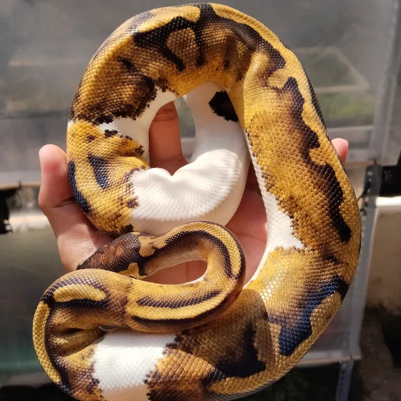Pied Het Lavender Albino