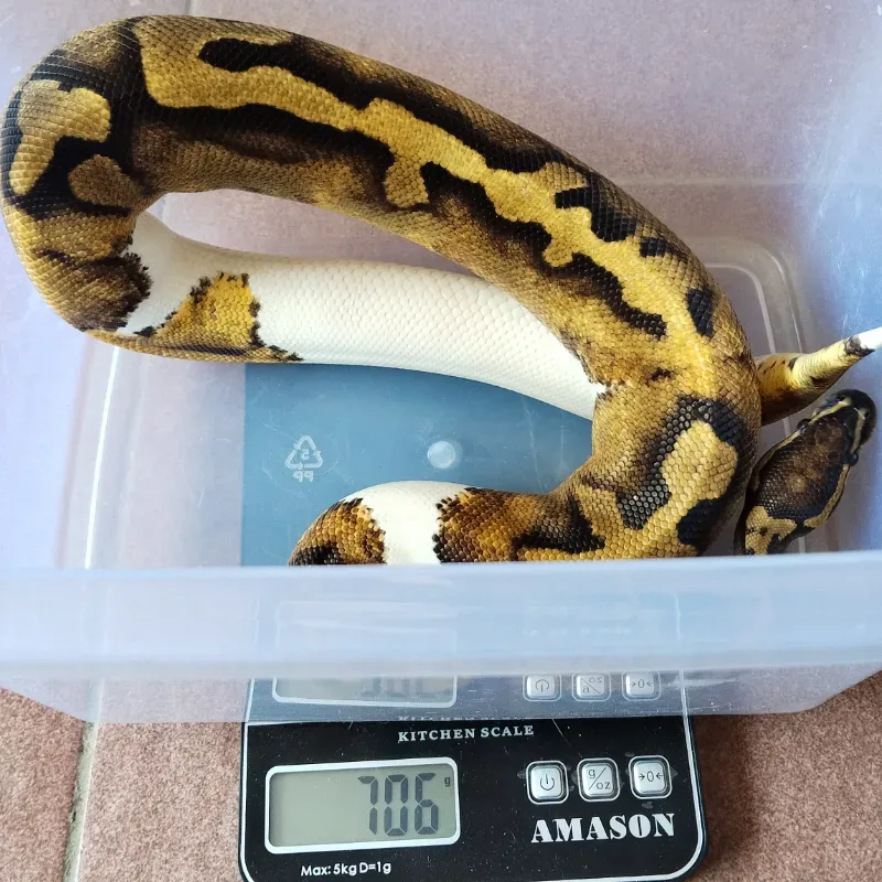 Pied Het Lavender Albino