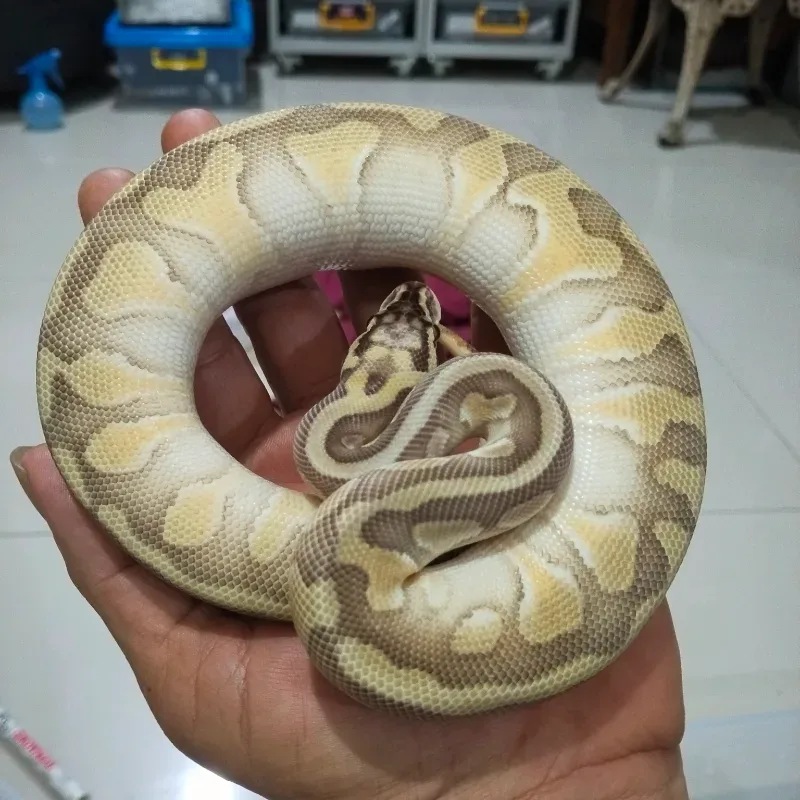 Pastel Lesser Enchi Het Puzzle 66% Het Desert Ghost
