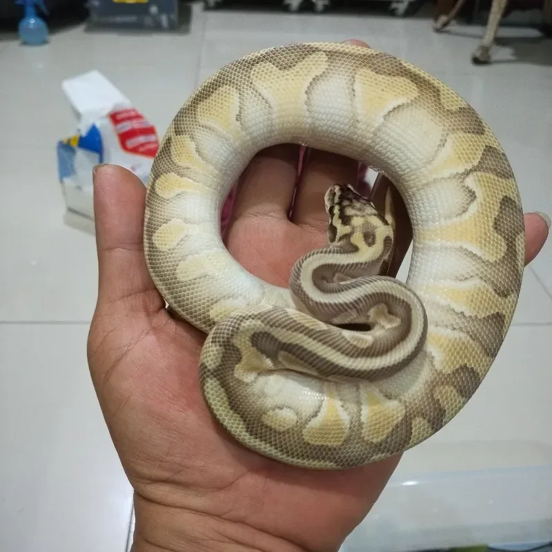 Pastel Lesser Enchi Het Puzzle 66% Het Desert Ghost