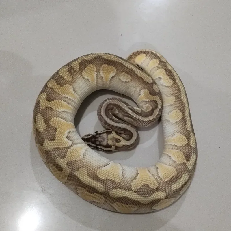 Pastel Lesser Enchi Het Puzzle 66% Het Desert Ghost
