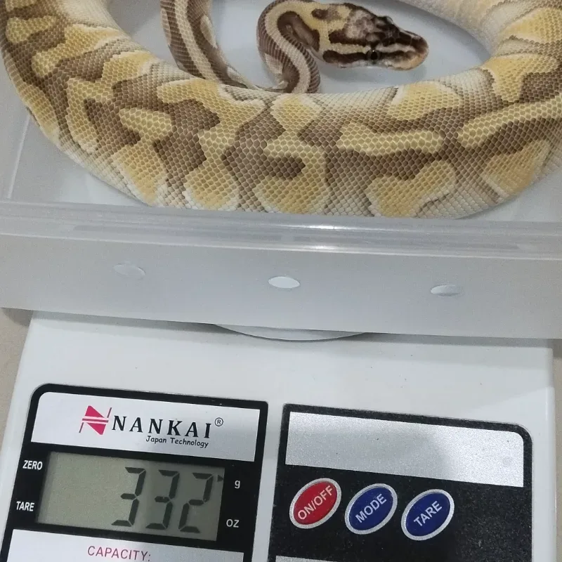Pastel Lesser Enchi Het Puzzle 66% Het Desert Ghost