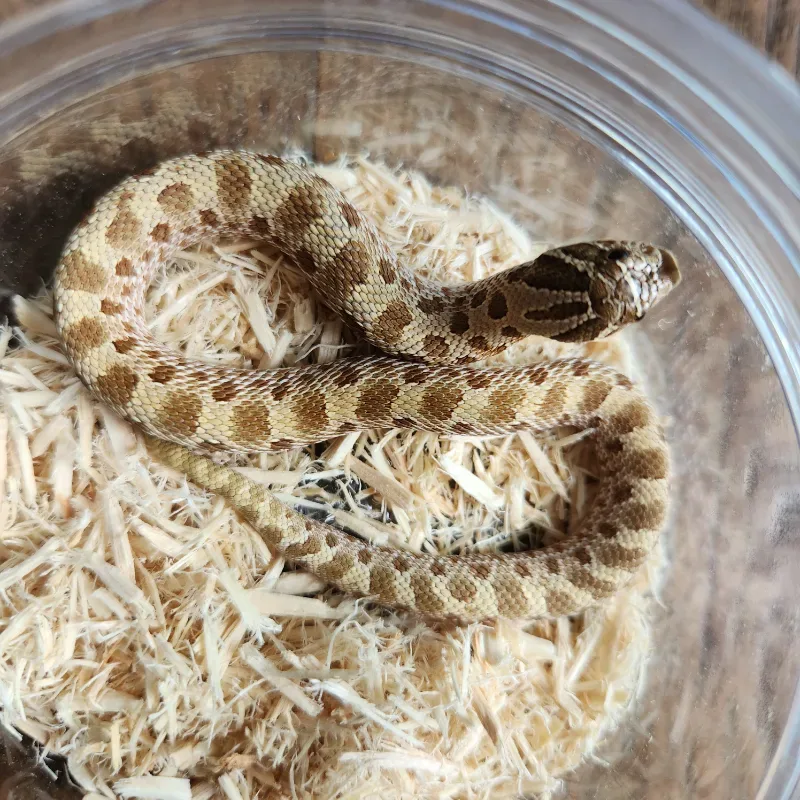 Hognose Conda Female 2