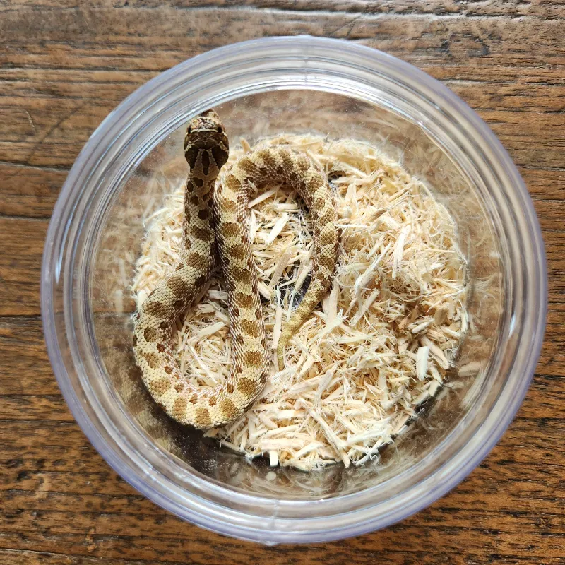 Hognose Conda Female 4
