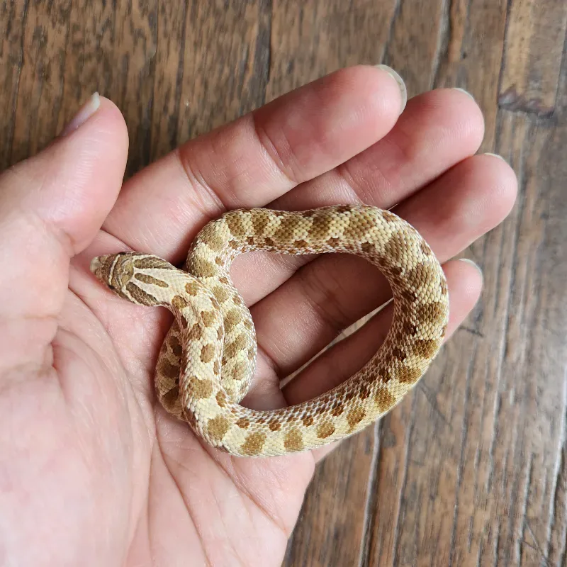Hognose Conda Female 5