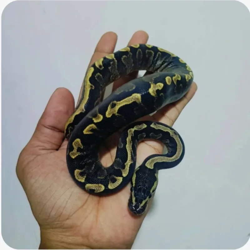 Joni