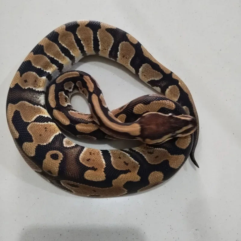 Specter Cryptic Desert Ghost