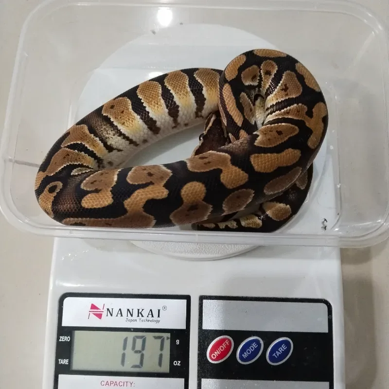 Specter Cryptic Desert Ghost