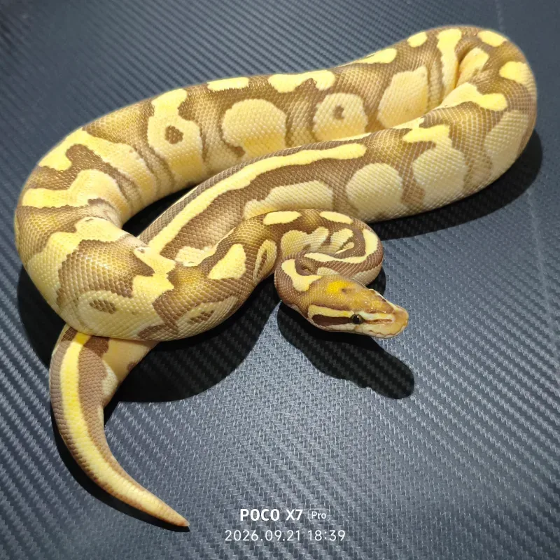 Butter orange dream fire