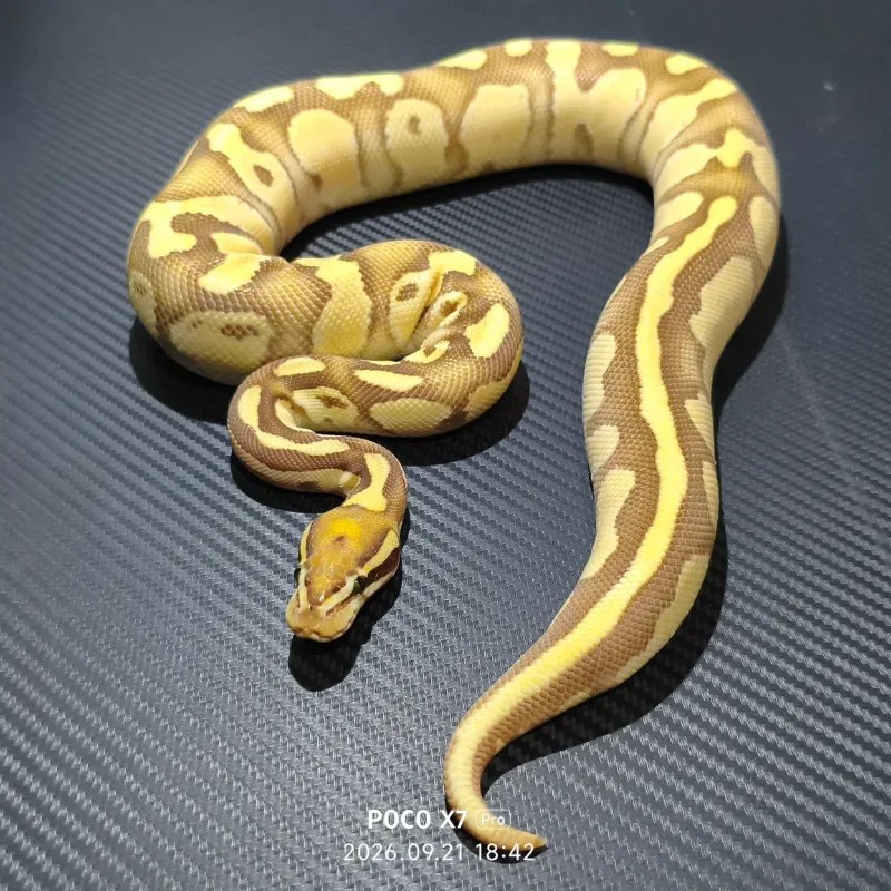 Butter orange dream fire