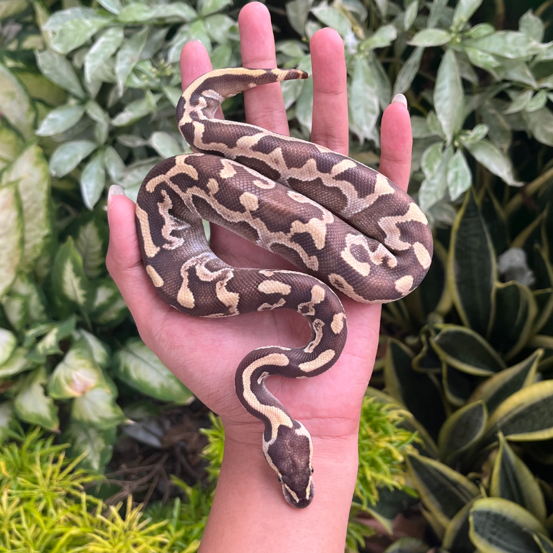 Ghi Mojave Enchi Leopard Het Lavender Ph Clown