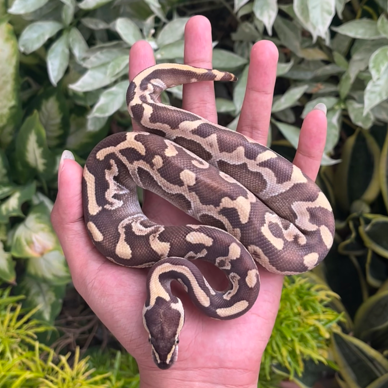 Ghi Mojave Enchi Leopard Het Lavender Ph Clown