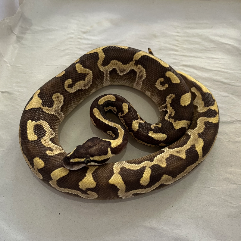 Ghi Mojave Enchi Leopard Het Lavender Ph Clown