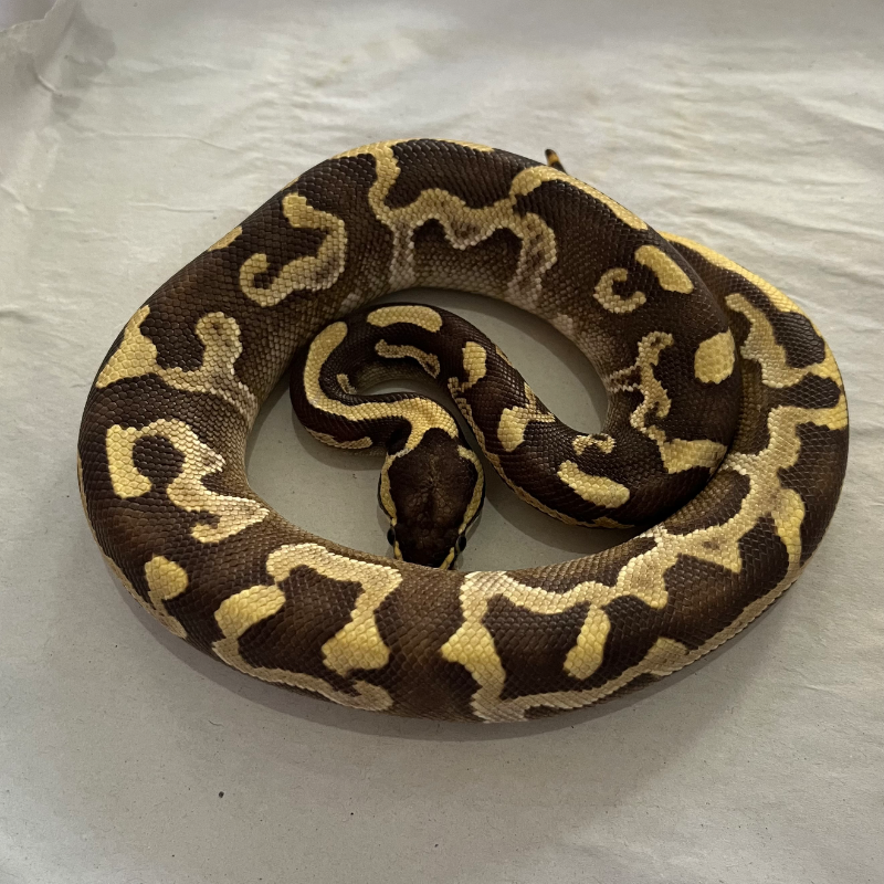 Ghi Mojave Enchi Leopard Het Lavender Ph Clown