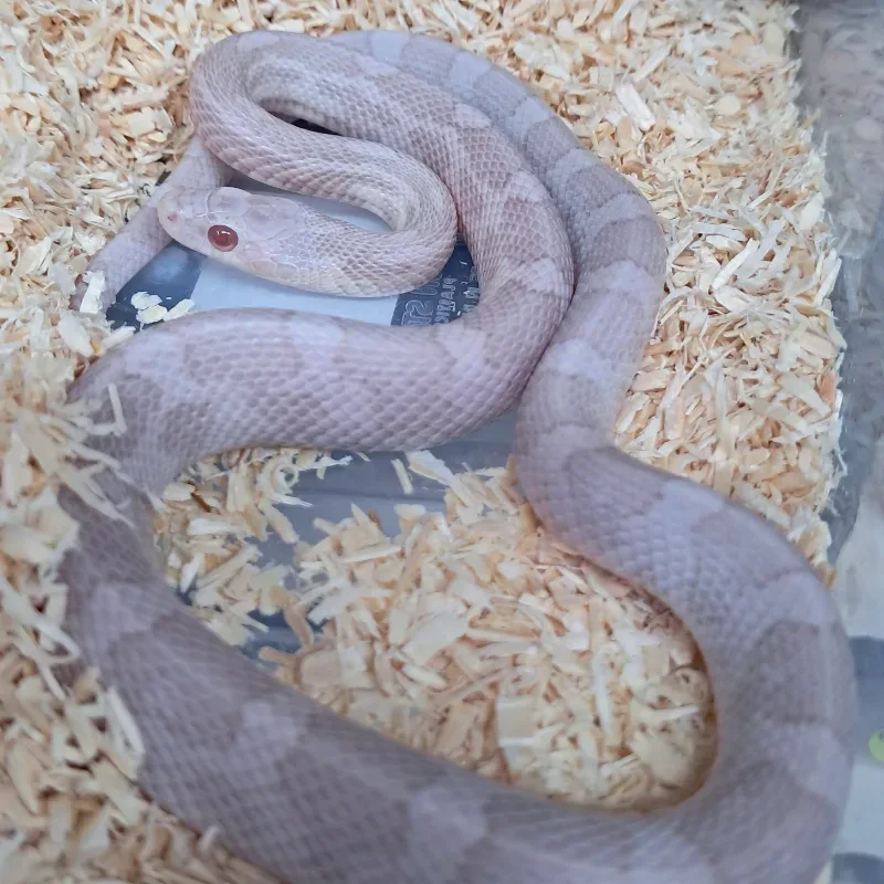 Hypo lavender