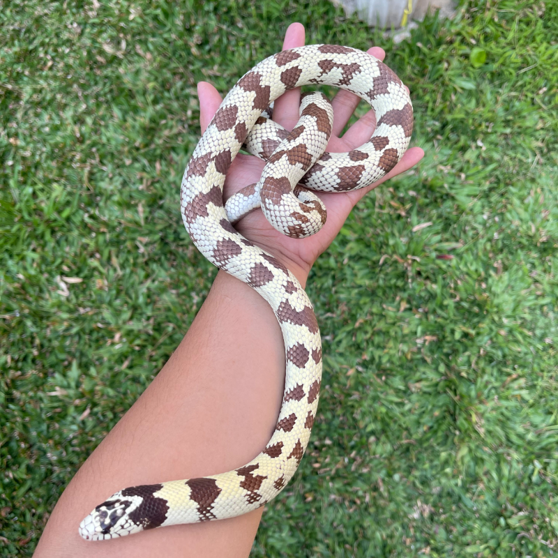 Banana California kingsnake