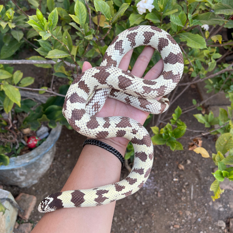 Banana California kingsnake