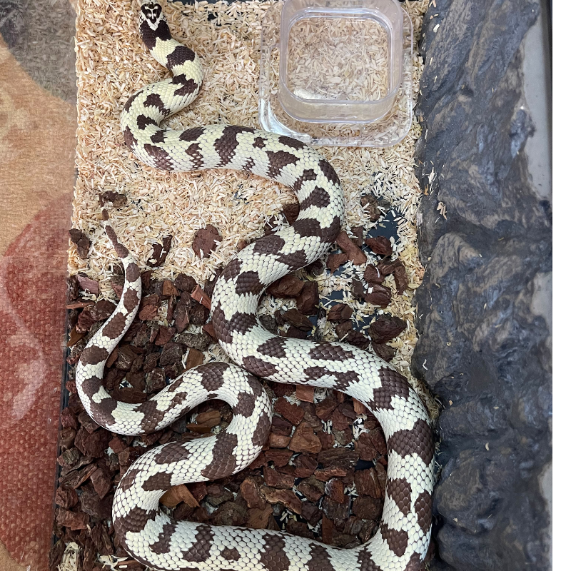 Banana California kingsnake