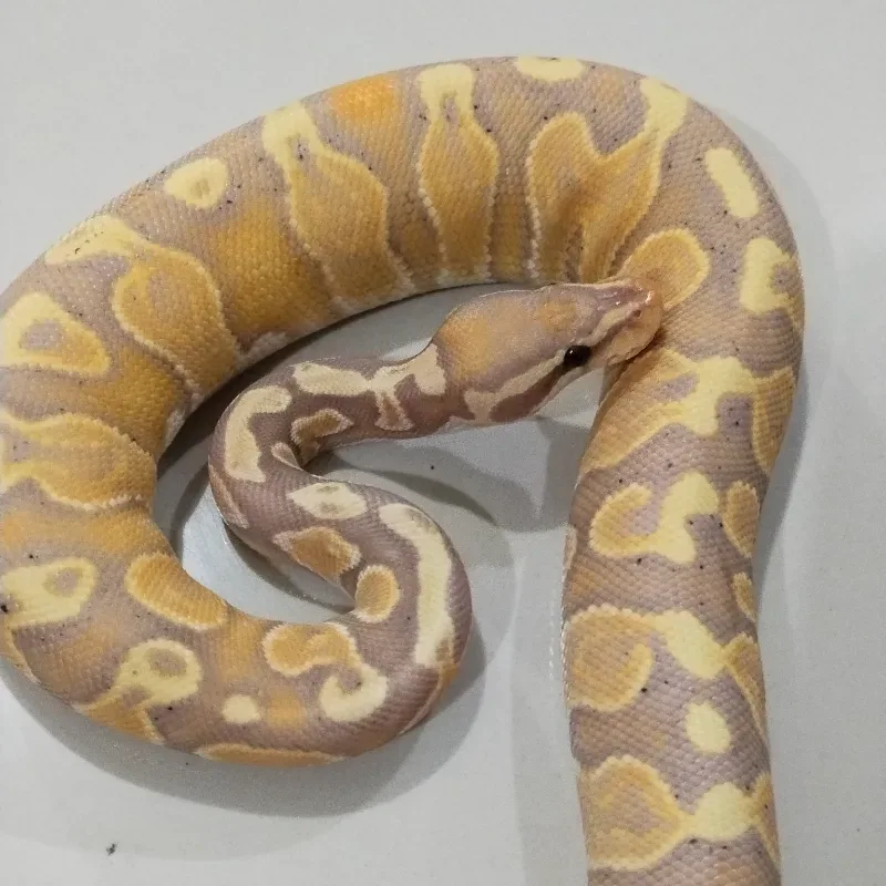 Banana GHI Het Pied