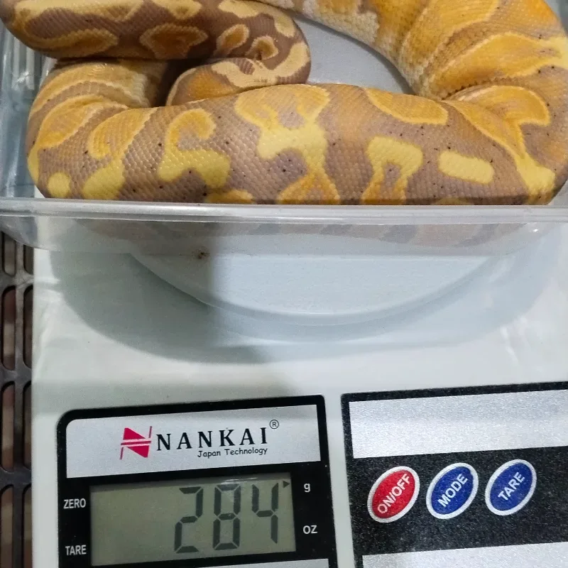 Banana GHI Het Pied