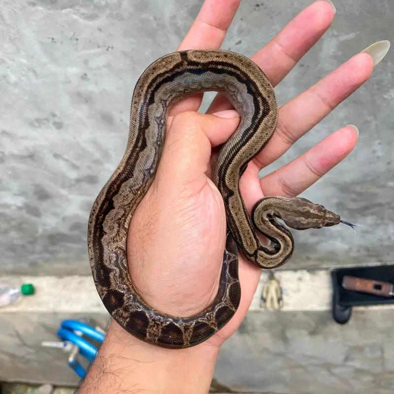 Motley (Central American)