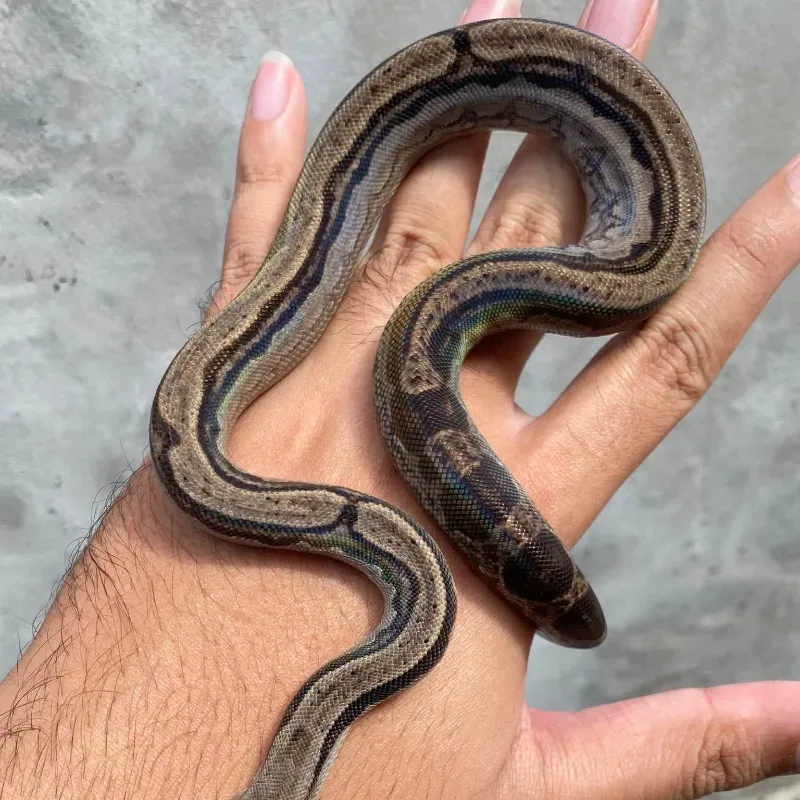 Central american motley