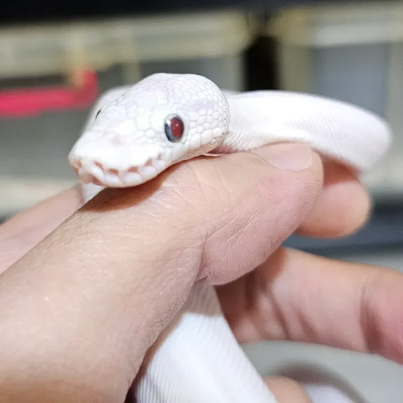 Lucy red eye
