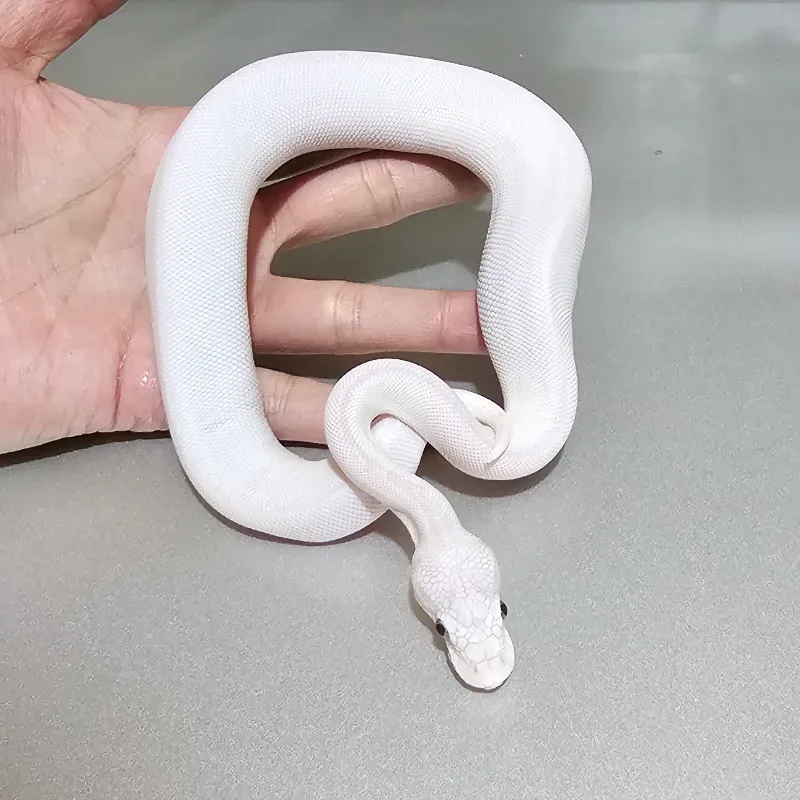 Lucy red eye