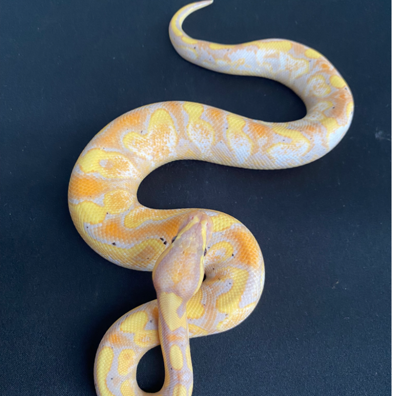 Banana Calico Yellowbelly Het Clown
