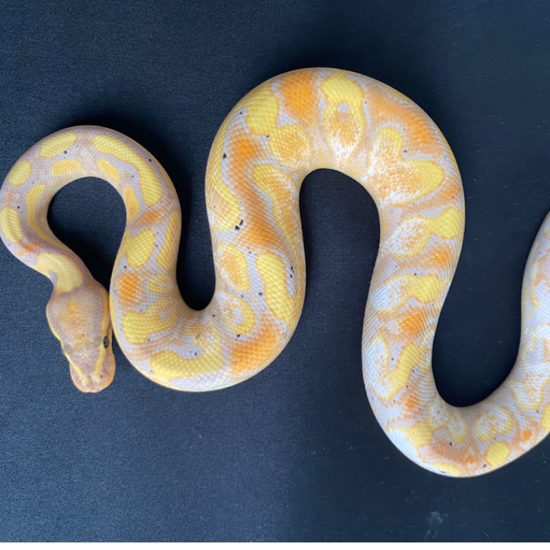 Banana Calico YB Het Clown 2