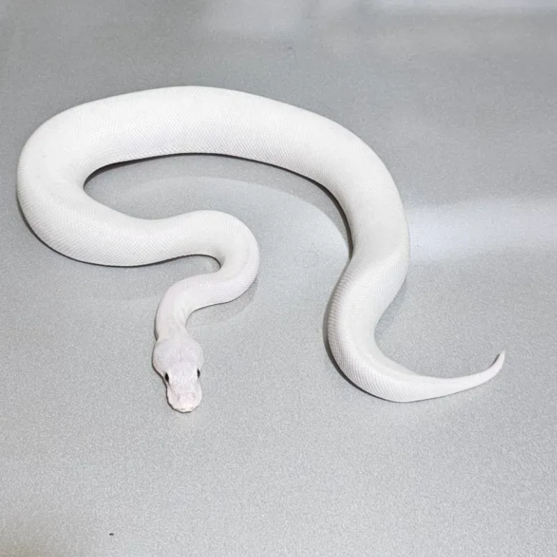 Super Lesser Blade Het Desert Ghost Het Clown