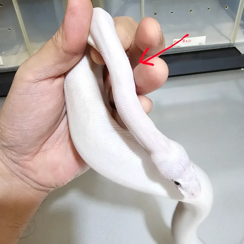 Super Lesser Blade Het Desert Ghost Het Clown